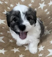 AKC Chief, a male Havanese for sale in Staten Island, NY – Photo 1 of 7