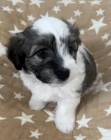 AKC Chief, a male Havanese for sale in Staten Island, NY – Photo 4 of 7