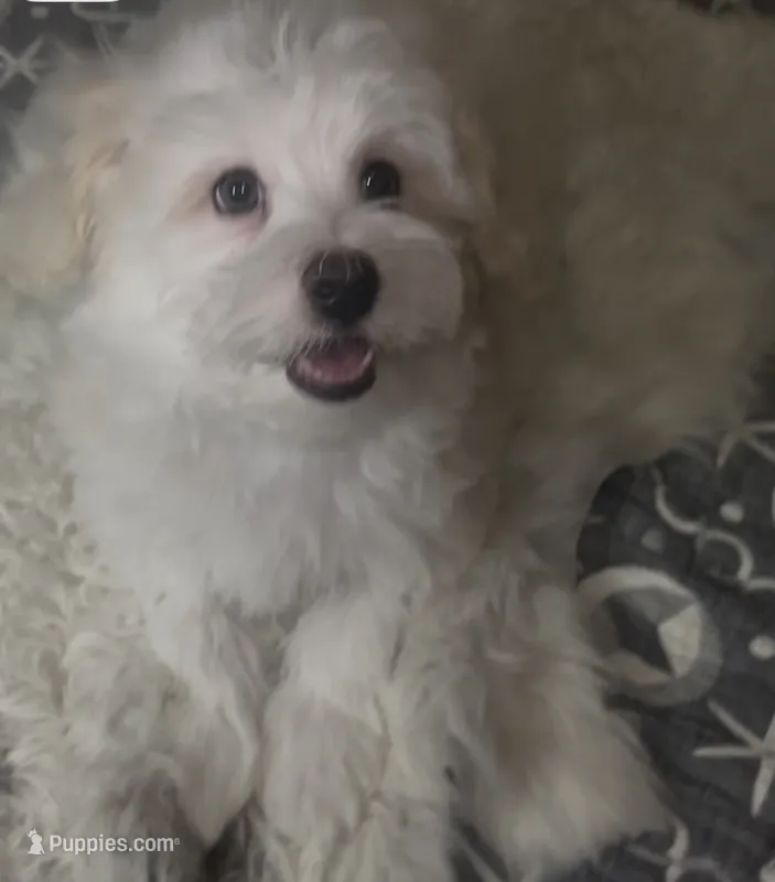 AKC Campion Bloodline Ace