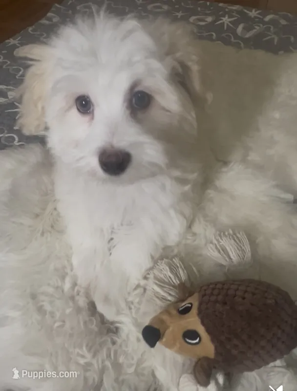 AKC Campion Bloodline Ace