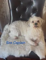 AKC Campion Bloodline Billy, a male Havanese for sale in Staten Island, NY – Photo 9 of 9