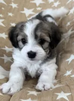 AKC Pie, a male Havanese for sale in Staten Island, NY – Photo 1 of 10