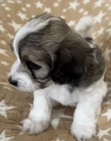 AKC Pie, a male Havanese for sale in Staten Island, NY – Photo 3 of 10