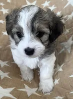 AKC Pie, a male Havanese for sale in Staten Island, NY – Photo 7 of 10