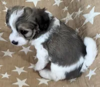 AKC Pie, a male Havanese for sale in Staten Island, NY – Photo 4 of 10