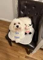 AKC Pie, a male Havanese for sale in Staten Island, NY – Photo 9 of 10