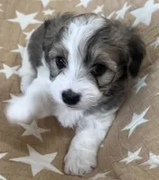 AKC Pie, a male Havanese for sale in Staten Island, NY – Photo 5 of 10