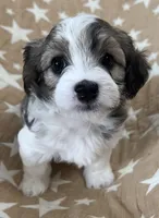 AKC Pie, a male Havanese for sale in Staten Island, NY – Photo 6 of 10