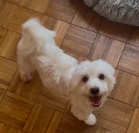 AKC Campion Bloodline Oliver, a male Havanese for sale in Staten Island, NY – 3 of 5