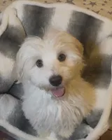 AKC Campion Bloodline Oliver, a male Havanese for sale in Staten Island, NY – 2 of 5