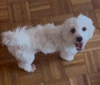 AKC Campion Bloodline Oliver, a male Havanese for sale in Staten Island, NY – 2 of 5