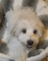 AKC Campion Bloodline Oliver, a male Havanese for sale in Staten Island, NY – 4 of 5