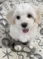 AKC Bella, a female Havanese for sale in Staten Island, NY – Photo 3 of 10