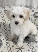 AKC Bella, a female Havanese for sale in Staten Island, NY – Photo 4 of 10