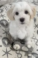 AKC Bella, a female Havanese for sale in Staten Island, NY – Photo 5 of 10