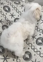 AKC Bella, a female Havanese for sale in Staten Island, NY – Photo 7 of 10