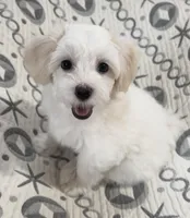 AKC Bella, a female Havanese for sale in Staten Island, NY – Photo 2 of 10