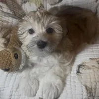 AKC Lucy ( Female), a female Havanese for sale in Staten Island, NY – Photo 3 of 10