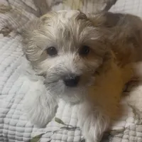 AKC Lucy ( Female), a female Havanese for sale in Staten Island, NY – Photo 7 of 10