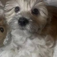 AKC Lucy ( Female), a female Havanese for sale in Staten Island, NY – Photo 2 of 10