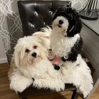 AKC Lucy ( Female), a female Havanese for sale in Staten Island, NY – Photo 10 of 10