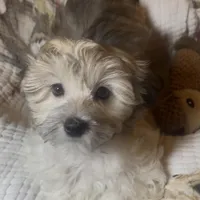 AKC Lucy ( Female), a female Havanese for sale in Staten Island, NY – Photo 6 of 10