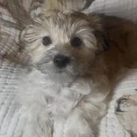 AKC Lucy ( Female), a female Havanese for sale in Staten Island, NY – Photo 1 of 10