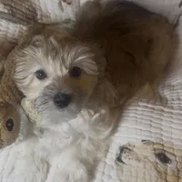 AKC Lucy ( Female), a female Havanese for sale in Staten Island, NY – Photo 5 of 10