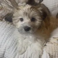 AKC Lucy ( Female), a female Havanese for sale in Staten Island, NY – Photo 4 of 10