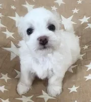 AKC Luna, a female Havanese for sale in Staten Island, NY – Photo 2 of 8