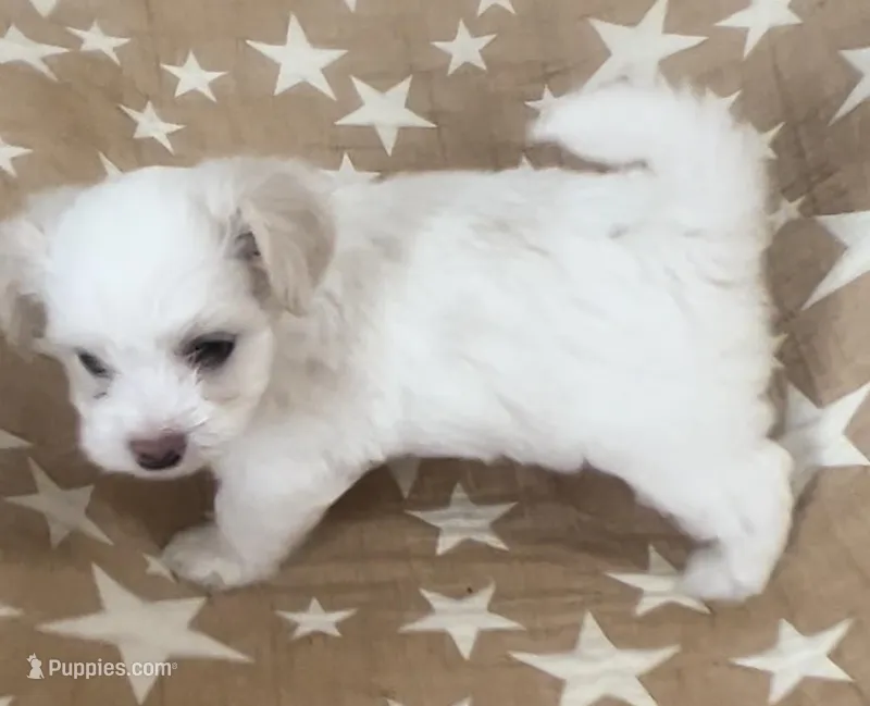 AKC Luna, a female Havanese for sale in Staten Island, NY – Photo 1 of 8