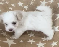 AKC Luna, a female Havanese for sale in Staten Island, NY – Photo 1 of 8