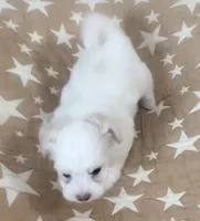 AKC Luna, a female Havanese for sale in Staten Island, NY – Photo 5 of 8