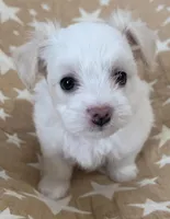 AKC Luna, a female Havanese for sale in Staten Island, NY – Photo 4 of 8