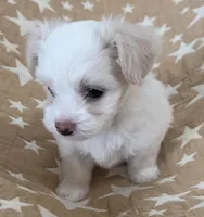 AKC Luna, a female Havanese for sale in Staten Island, NY – Photo 3 of 8