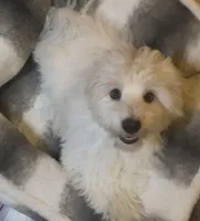 AKC Campion Bloodline Oliver, a male Havanese for sale in Staten Island, NY – 3 of 5