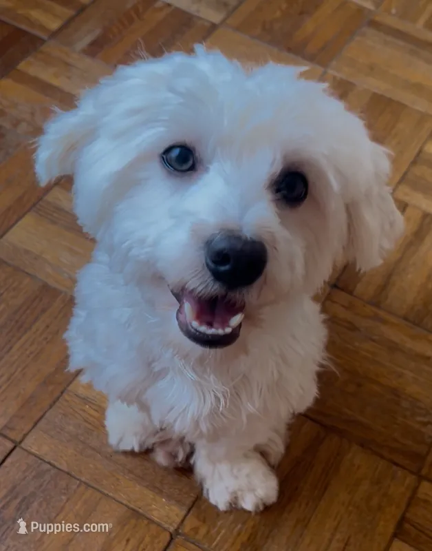 AKC Campion Bloodline Oliver – Havanese puppy for sale in Staten Island, NY