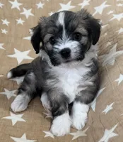 AKC Diva, a female Havanese for sale in Staten Island, NY – Photo 1 of 10