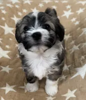 AKC Diva, a female Havanese for sale in Staten Island, NY – Photo 4 of 10