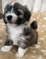 AKC Diva, a female Havanese for sale in Staten Island, NY – Photo 5 of 10