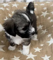 AKC Diva, a female Havanese for sale in Staten Island, NY – Photo 7 of 10