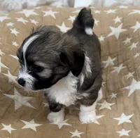 AKC Diva, a female Havanese for sale in Staten Island, NY – Photo 3 of 10