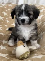 AKC Diva, a female Havanese for sale in Staten Island, NY – Photo 2 of 10