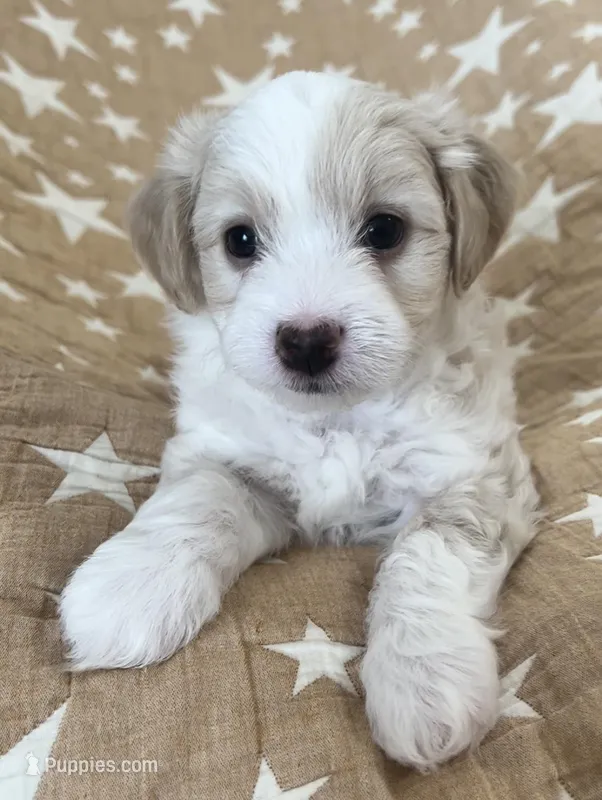 AKC Rocky, a male Havanese for sale in Staten Island, NY – Photo 1 of 9