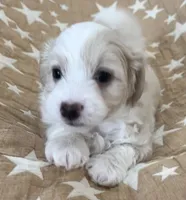 AKC Rocky, a male Havanese for sale in Staten Island, NY – Photo 3 of 9