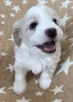 AKC Rocky, a male Havanese for sale in Staten Island, NY – Photo 2 of 9