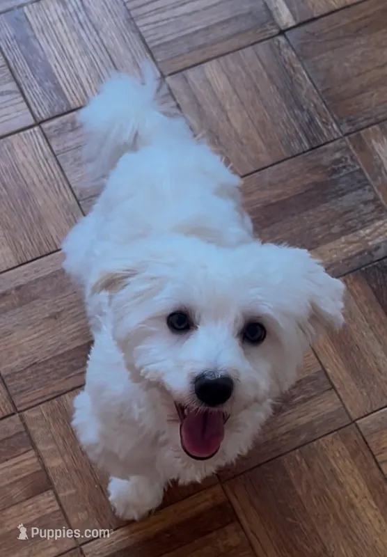 AKC Campion Bloodline Oliver – Havanese puppy for sale in Staten Island, NY