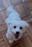 AKC Campion Bloodline Oliver, a male Havanese for sale in Staten Island, NY – 4 of 5