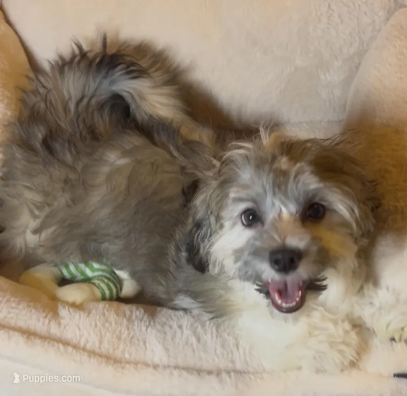 AKC Daffy ( Female) – Havanese puppy for sale in Staten Island, NY