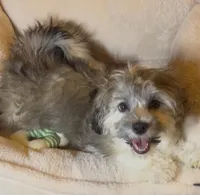 AKC Daffy ( Female), a female Havanese for sale in Staten Island, NY – Photo 1 of 10